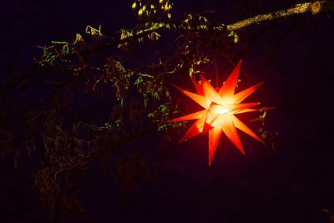 Shining stars on a tree, Raunacht, winter, Waldburg Castle, Waldburg, Allgäu, Baden-Württemberg,