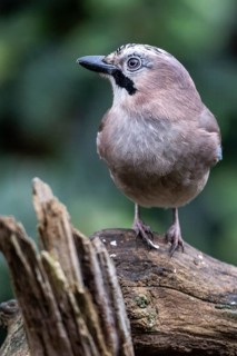 Eurasian jay (Garrulus glandarius), Emsland, Lower Saxony, Germany