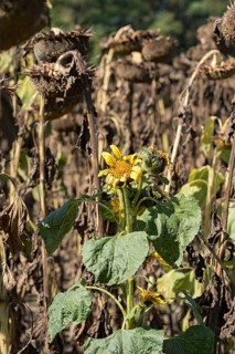 Sunflower field, brown withered sunflowers (Helianthus annuus), including a single young plant