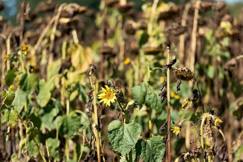 Sunflower field, brown withered sunflowers (Helianthus annuus), including a single young plant