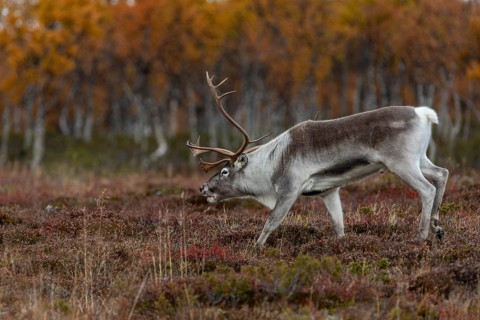 The reindeer bull (Rangifer tarandus) follows his herd with bowed head, rutting season, mating