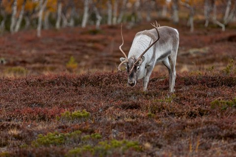 The scents contained in a female's urine seem to be of great interest to the reindeer bull
