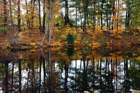 Trees reflected in water surface, riverbank, river landscape, autumn leaves, Indian summer, Maine,