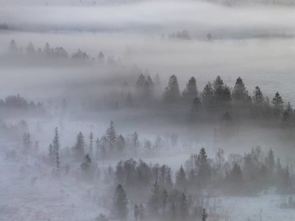 Clouds of fog, fog, trees, conifers, winter, snow, aerial view, Alpine foothills, Bavaria, Germany