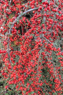 Fan-shaped cotoneaster (Cotoneaster horizontalis), Emsland, Lower Saxony, Germany