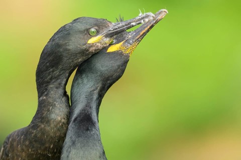 Two shags (Gulosus aristotelis, syn.: Phalacrocorax aristotelis) nestling close together in front