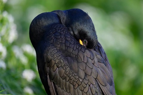 Cormorant (Gulosus aristotelis, syn.: Phalacrocorax aristotelis) sleeping with head in feathers,