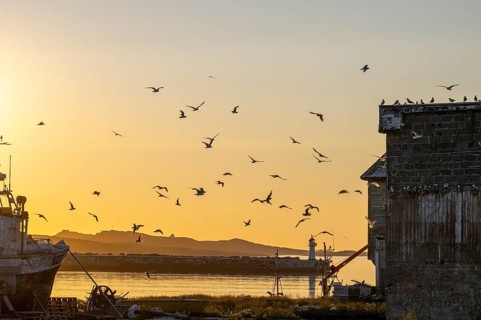Kittiwakes (Rissa tridyctyla), flying over fishing boats and a building in the harbour at dusk,