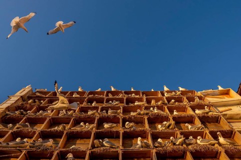 Kittiwakes (Rissa tridyctyla) nesting in an artificial nesting cliff made of old fish boxes in
