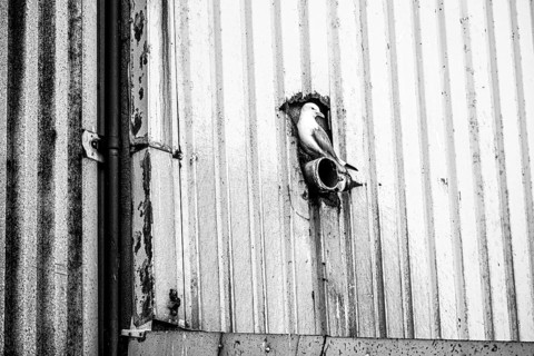 A kittiwake (Rissa tridyctyla) sitting on a pipe on a metal wall in an industrial environment,