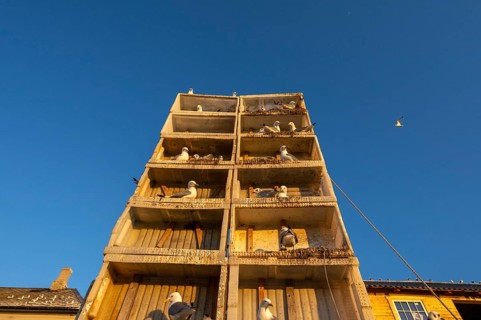 Kittiwakes (Rissa tridyctyla) nesting in an artificial nesting cliff made of old fish boxes in