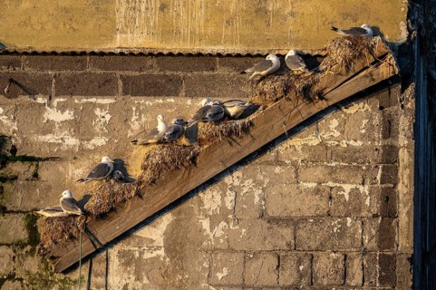 Black-legged kittiwakes (Rissa tridyctyla) nesting on an old diagonal rafter of an old factory