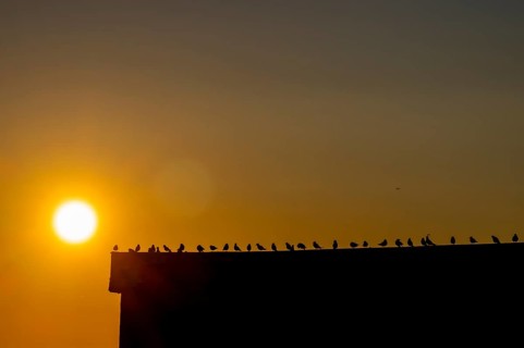 Black-legged kittiwakes (Rissa tridyctyla) sitting in a row on the gable of a harbour building in