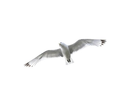 A kittiwake (Rissa tridyctyla) flying in front of a white sky, Vadsö, Finnmark, Norway