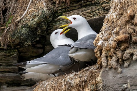 Vadsø, Finnmark, NorwayPair of black-legged kittiwakes (Rissa tridyctyla) calling and breeding on a