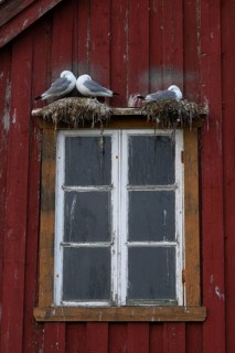 Black-legged kittiwakes (Rissa tridyctyla) nesting on a red wooden façade of the Pomor Museum,