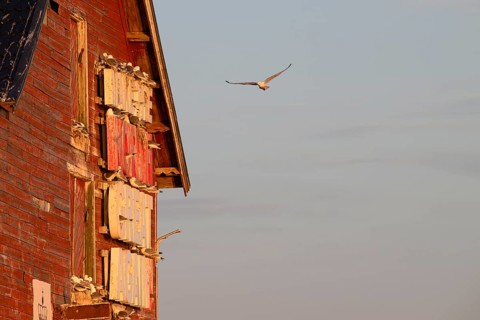 Black-legged kittiwakes (Rissa tridyctyla) nesting on a red wooden facade of a harbour building,