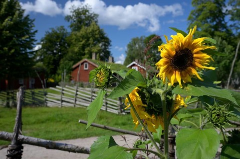 Sunflowers (Helianthus annuus) in Carl von Linne's garden, in the background his birthplace,