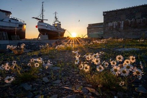 Wild flowers in the foreground with two fishing boats in shade and setting sun on the horizon in
