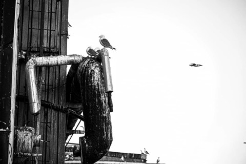 Several kittiwakes (Rissa tridactyla) on an industrial structure with pipes in black and white,