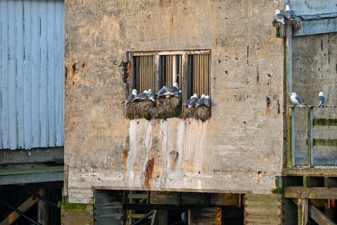 Weathered building with nests of kittiwakes (Rissa tridactyla) on an old windowsill, Vardø,