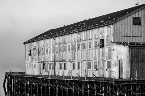 An old wooden harbour building with kittiwakes (Rissa tridactyla) on the roof next to the water,