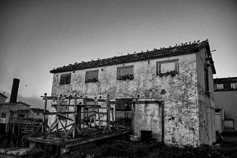 Dilapidated building with wooden construction and kittiwakes (Rissa tridactyla) on the roof, Vardø,