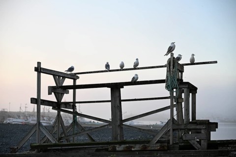 Kittiwakes (Rissa tridactyla) on an old wooden structure at the harbour, quiet morning atmosphere,