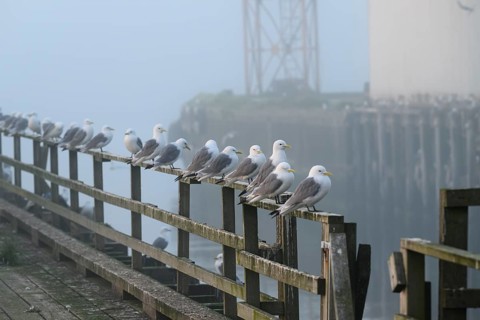 Kittiwakes (Rissa tridactyla) sitting on a wooden railing in a foggy harbour, early morning, Vardø,