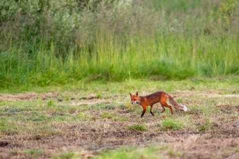 A red fox (Vulpes vulpes) roams across a green meadow, Pasvik National Park, Svanvik, Finnmark,