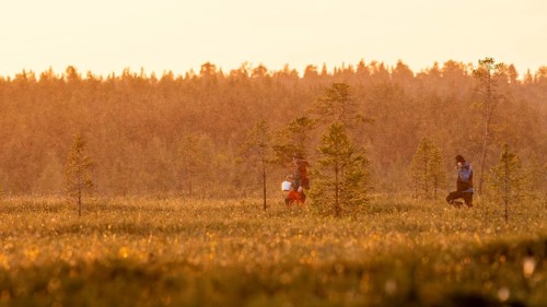 Two people collect cloudberries in a moor at sunset, Övre Pasvik National Park, Svanvik, Finnmark,