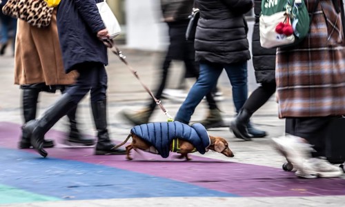Pedestrian zone, passers-by hurrying, shopping between the years, swapping, dachshunds with thermal