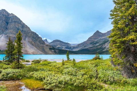 Lush vegetation framing turquoise bow lake reflects the majestic mountains and glaciers of banff