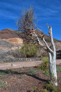 Lonely, bare tree in front of a dry hilly landscape with blue sky, Los Cristianos, Tenerife