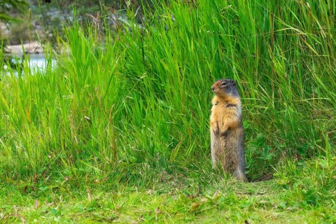 Columbian ground squirrel stands alert amidst tall green grass, near a body of water, showcasing
