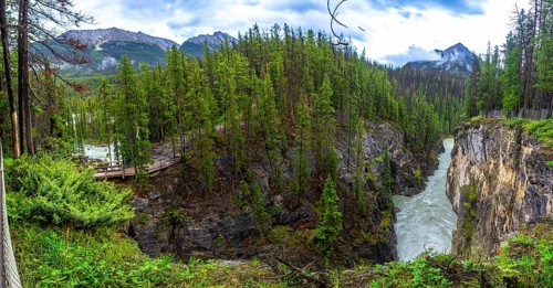 Sunwapta falls cascading through a rugged canyon, surrounded by lush forests and majestic canadian