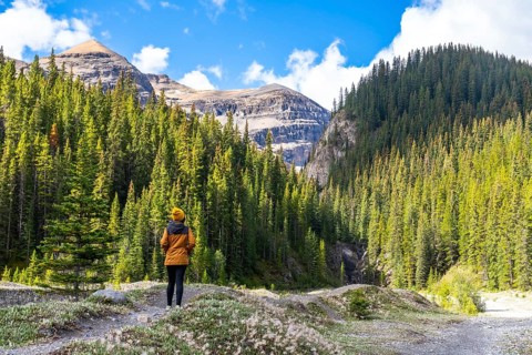 Female hiker admiring the canadian rockies and pine forest along the ci fuentes path waterfall