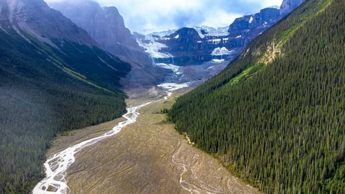 Sunlit evergreen forest blankets the slopes of the canadian rockies, with the athabasca glacier