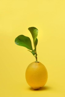Lemon with leaf, Citrus x limon, yellow background