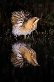 A bittern (Botaurus stellaris) is reflected in the water, surrounded by reeds at night, Dümmer