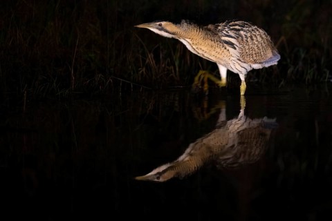 A bittern (Botaurus stellaris) is reflected in the water, surrounded by reeds at night, Dümmer