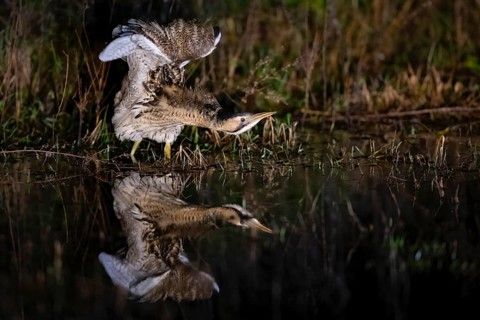 A bittern (Botaurus stellaris) is reflected in the water and stretches its wings, surrounded by