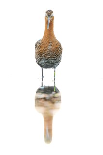 A black-tailed godwit (Limosa limosa) with orange and brown plumage stands on the water showing its