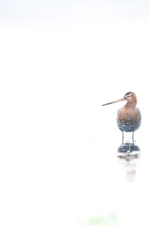 A black-tailed godwit (Limosa limosa) with orange and brown plumage standing on the water, white