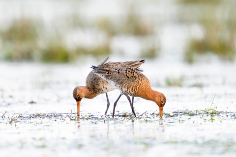Two black-tailed godwits (Limosa limosa) standing in a meadow covered with water and poking around