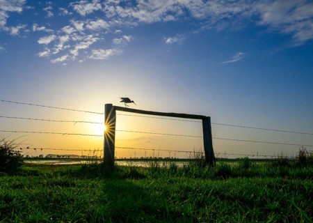 A black-tailed godwit (Limosa limosa) sitting on a fence in front of a colourful evening sky,