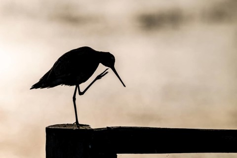 The silhouette of a black-tailed godwit (Limosa limosa) on a pole scratching itself with one leg