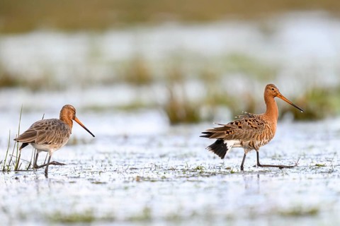 Two black-tailed godwits (Limosa limosa) standing in a meadow covered with water, the male showing