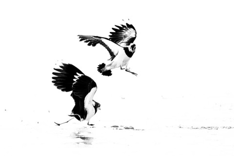 Two fighting lapwings (Vanellus vanellus) in flight over snow-covered ground, black and white image