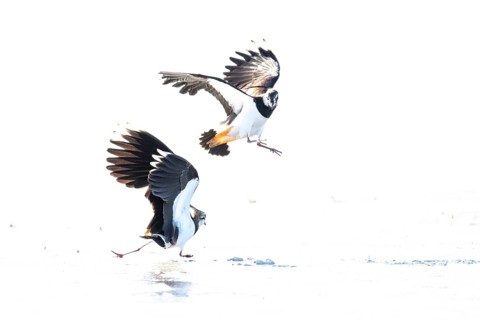Two fighting lapwings (Vanellus vanellus) in flight over snow-covered ground, dynamic movement in